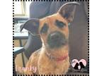 Adopt Franky a Tan/Yellow/Fawn - with Black Terrier (Unknown Type