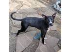 Adopt Chuppie a Black Mixed Breed (Medium) / Mixed dog in Boaz, AL (38126364)