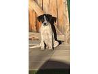 Adopt Prue a Black - with White Foxhound / Mixed dog in Denver, CO (38126427)
