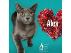 Adopt ALEX a Gray or Blue Domestic Mediumhair / Domestic Shorthair / Mixed cat