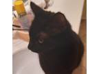 Adopt Victoria a All Black Bombay / Mixed cat in Long Beach, CA (38126731)