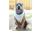 Adopt Dewy a Brindle Mastiff / Mixed dog in Norwood, GA (38126769)