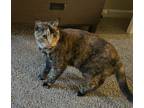 Adopt Minnie a Tortoiseshell Domestic Shorthair (short coat) cat in Sherman