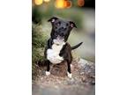 Adopt Chip a Black - with White Boxer / Border Collie / Mixed dog in Hastings