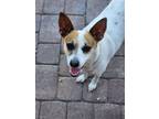 Adopt Shiloh a White - with Red, Golden, Orange or Chestnut Jack Russell Terrier