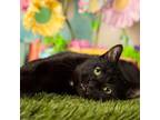 Adopt Bach a All Black Domestic Mediumhair / Mixed cat in Springfield