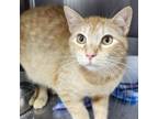 Adopt Hunter a Orange or Red Domestic Shorthair / Mixed cat in Casa Grande