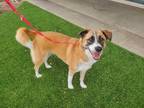 Adopt Pan a Tricolor (Tan/Brown & Black & White) Border Collie / Labrador