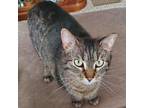 Adopt Caty Perry a Brown or Chocolate Domestic Shorthair / Mixed cat in