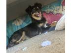 Adopt Draco a Black - with Tan, Yellow or Fawn Papillon / Mixed dog in Los