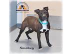 Adopt Smokey the Bear a Brown/Chocolate - with White Mixed Breed (Medium) /