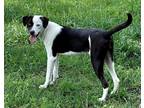 Adopt Truckie a Black - with White Border Collie / Mixed dog in Blanchard