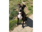 Adopt Giselle a Black - with White Labrador Retriever / Pit Bull Terrier / Mixed