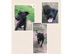 Adopt Vader a Black - with White Labrador Retriever / Mixed dog in Waco