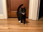 Adopt Milo a Black & White or Tuxedo Domestic Shorthair (short coat) cat in