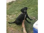Adopt Zoey a Black Bernese Mountain Dog / Labrador Retriever / Mixed dog in