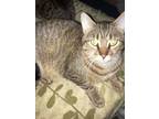 Adopt Barney a Brown Tabby Domestic Shorthair (short coat) cat in Clay
