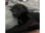 Adopt Huck a Black - with White German Shepherd Dog / Mixed dog in Waco