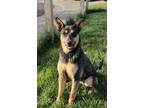 Adopt Charlie Girl! a Black - with Tan, Yellow or Fawn Cattle Dog / Terrier