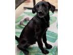 Adopt Freddie a Black Labrador Retriever / Mixed dog in Huntsville