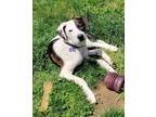 Adopt Hopper! a White - with Brown or Chocolate Cattle Dog / Mixed dog in