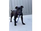 Adopt Julian a Black American Pit Bull Terrier / Mixed dog in Matteson