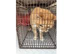 Adopt Stray, W Tidewater Cir a Orange or Red Domestic Shorthair / Domestic