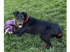 Adopt Zorro! a Black - with Brown, Red, Golden, Orange or Chestnut Doberman