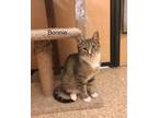 Adopt Bonnie a Brown Tabby Domestic Shorthair (short coat) cat in Springfield