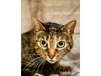 Adopt Meera a Brown or Chocolate Domestic Shorthair / Domestic Shorthair / Mixed