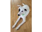 Adopt Captain Bobby a White - with Black Jack Russell Terrier / Whippet / Mixed