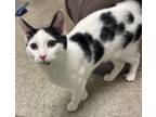 Adopt Patches a White Domestic Shorthair / Domestic Shorthair / Mixed cat in