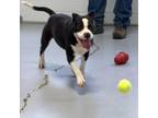 Adopt Georgia a Black Boston Terrier / Mixed dog in Clarksdale, MS (38133490)