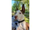 Adopt Davey a Brown/Chocolate - with White American Pit Bull Terrier / Mixed dog