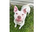 Adopt Bubbles a White Pit Bull Terrier / Mixed dog in Seville, OH (38259036)