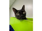 Adopt Ladybug a All Black Domestic Shorthair / Domestic Shorthair / Mixed cat in