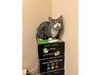 Adopt Cormac O'Malley a Tiger Striped Domestic Shorthair (short coat) cat in