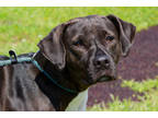 Adopt Debbie a Gray/Blue/Silver/Salt & Pepper Labrador Retriever / Mixed dog in