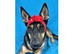 Adopt Aubrey a Black German Shepherd Dog / Mixed dog in Picayune, MS (38162340)