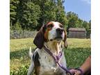 Adopt Franklin a Tricolor (Tan/Brown & Black & White) Beagle / Mixed dog in