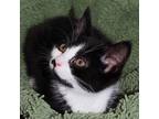 Adopt Pablo a All Black Domestic Shorthair / Domestic Shorthair / Mixed cat in