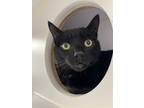 Adopt Kirby (Bonded to Zelda) a All Black Domestic Shorthair / Domestic