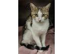 Adopt Tina Spay a White Domestic Shorthair / Domestic Shorthair / Mixed cat in