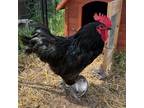 Adopt Roostervelt a Chicken bird in Quakertown, PA (38335679)