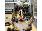 Adopt Iris a Calico or Dilute Calico Domestic Longhair / Mixed cat in SHERIDAN