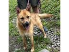 Adopt Sunni a Cattle Dog / Mixed dog in Holton, KS (38141726)