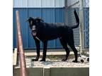 Adopt Cosmo a Black Labrador Retriever / Mixed dog in Holton, KS (38168200)