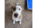 Adopt Cantina a Pit Bull Terrier / Hound (Unknown Type) / Mixed dog in