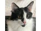 Adopt Jello a All Black Domestic Mediumhair / Domestic Shorthair / Mixed cat in