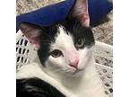 Adopt Nando a All Black Domestic Shorthair / Domestic Shorthair / Mixed cat in